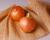 Crookham Intermediate Onion Seed Acadia
