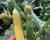 ZHY4944OD Duration Shipper Yellow Sister to Globetrotter Crookham Sweet Corn Seed