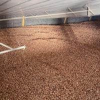 Defender Yield Crookham Long Day Onion Seed
