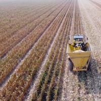 2020 Seed Harvest