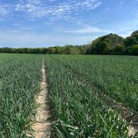 OSYF10-4021 Georgian Onions 2024 Field before harvest Crookham Company Onion Seed