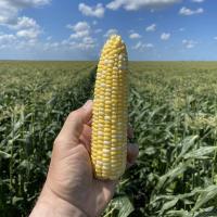 Globetrotter Commercial Field in Florida ear in hand before harvest great stand and consistency Crookham Seeds