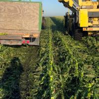 Globetrotter Commercial Field in Florida during harvest 2024 Crookham Sweet Corn Seed