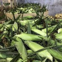 White LIghtning New Jersey Crookham Sweet Corn Fresh Market Pack & Ship