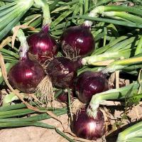 Intermediate Day Red Velvet Crookham Company Onion Seeds