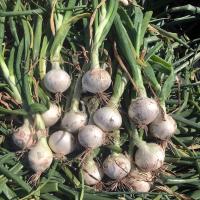 Short Day Vanna Crookham Onion Seeds
