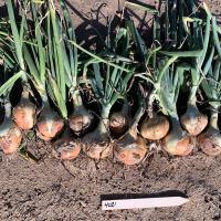 Georgia Onion 4021 Crookham Company Onion Seed 2023 