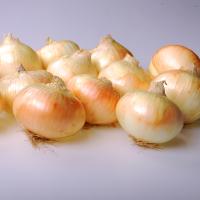 Georgia Onion 4021 Crookham Company Onion Seed 2024