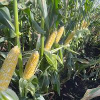 Florida 2024 Commercial Harvest Globetrotter Shipper Sweet Corn Crookham Seeds_ 18_4944
