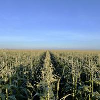 GLOBETROTTER Florida Harvest 2024 Large Commercial Field Crookham Sweet Corn Seed_Med1.jpg