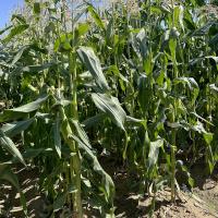 ZHY4944OD Duration Yellow Sister to Globetrotter Crookham Sweet Corn Seed