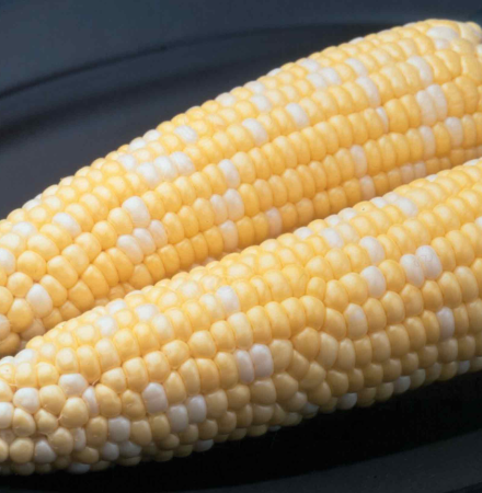 Ambrosia
