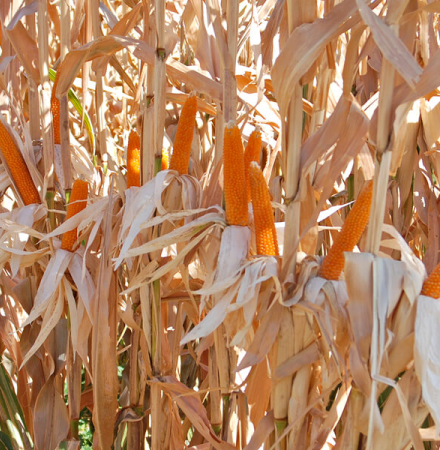 Crookham Popcorn R606
