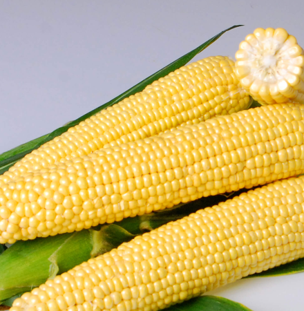 Hardi GI ears on table Crookham Sweet Corn Processing Seed Crookham Sweet Corn Processing Seed Hardi Gi5 ears on table