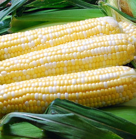 sh2i Nirvana Series Solstice Sweet Corn Seed Crookham Company