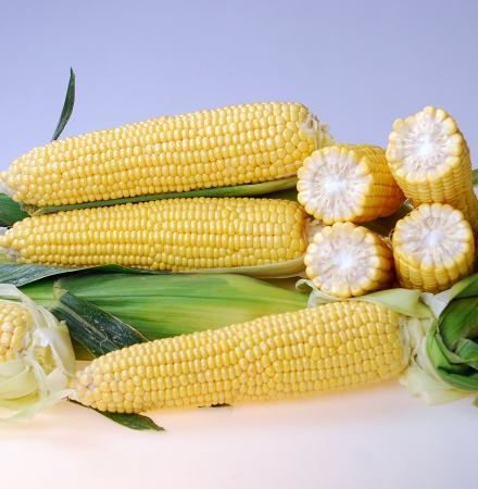 CrookhamCompany Sweetcorn Processing Seed Braveheart_CSHYP16-113