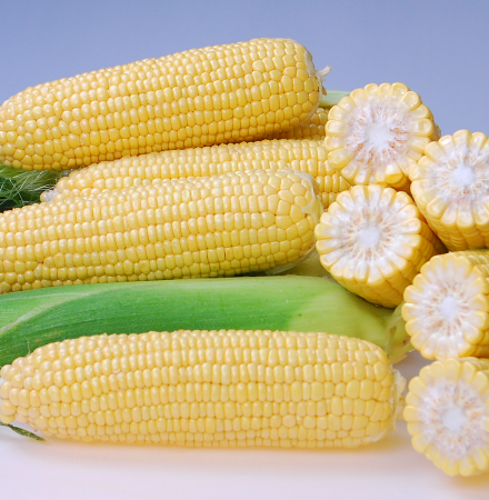 CHYP18-1446_SweetCorn Crookham SweetCorn_CHYP18-1446
