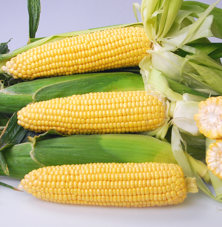 Noa_Sweet Corn Crookham SweetCorn_Noa
