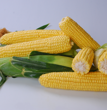 Talladega_SweetCorn_Crookham Crookham_SweetCorn_Talladega