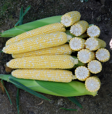 Ontario Semilla de maíz dulce de Crookham Company Crookham SweetCorn_B672