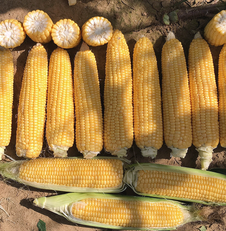 Amyla Crookham SweetCorn Processors Amyla Crookham SweetCorn Processors