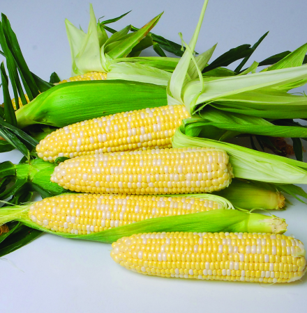 Nirvana Sweet Corn on Table Top Crookham Company