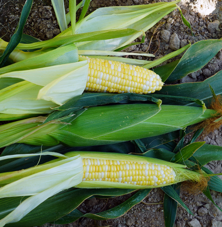 Trinity Sweet Corn Crookham Company