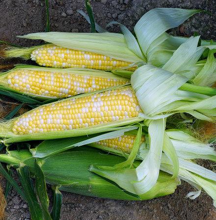 Kristine Sweet Corn Crookham Company Seed Ears of Corn in Field