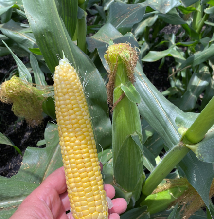ZHY4944OD Duration Shipper Yellow Sister to Globetrotter Crookham Sweet Corn Seed