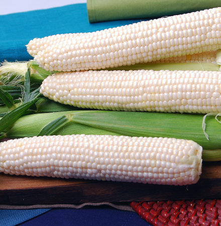 CSYWF7-260 Silver Duchess Synergistic Crookham Sweet Corn Seed