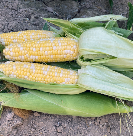 Crookham Company Fresh Market Sweet Corn  15-1005i sh2i