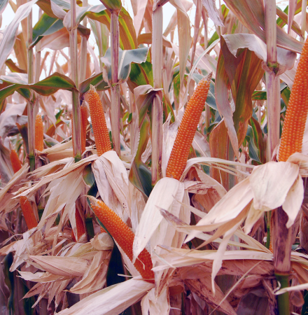 R427 Robust Hungary Popcorn Double Ears in Field Irrigated Crookham Company Seed