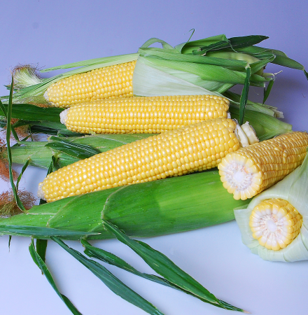 Enterprise  Sweet Corn Processor Seed Australia Crookham Company ears on table