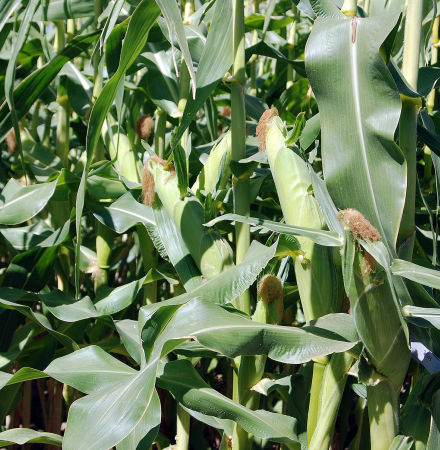 Sweet Corn Processor Seed Galaxy Ears in Field Pacific Northwest Crookham Company Seed