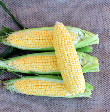 Sweet Corn Processor Seed Galaxy in Australia Crookham Seed