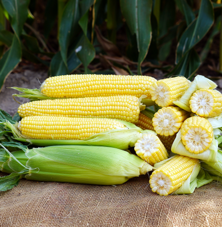 Imperator  Ears in Field Crookham Company Sweet Corn Processor Seed