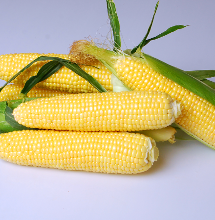 Prelude Sweet Crookham Company Corn Processor Seed Crookham Company ears on table