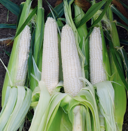 Stud Premium Sweet Corn Processor Crookham