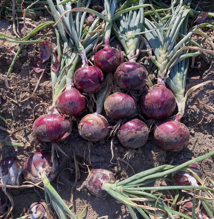 Tantrum 14-1265 Red Long Day Onion Crookham Company Seed Red Long Day Onion Tantrum 14-1265 Crookham Company Seed