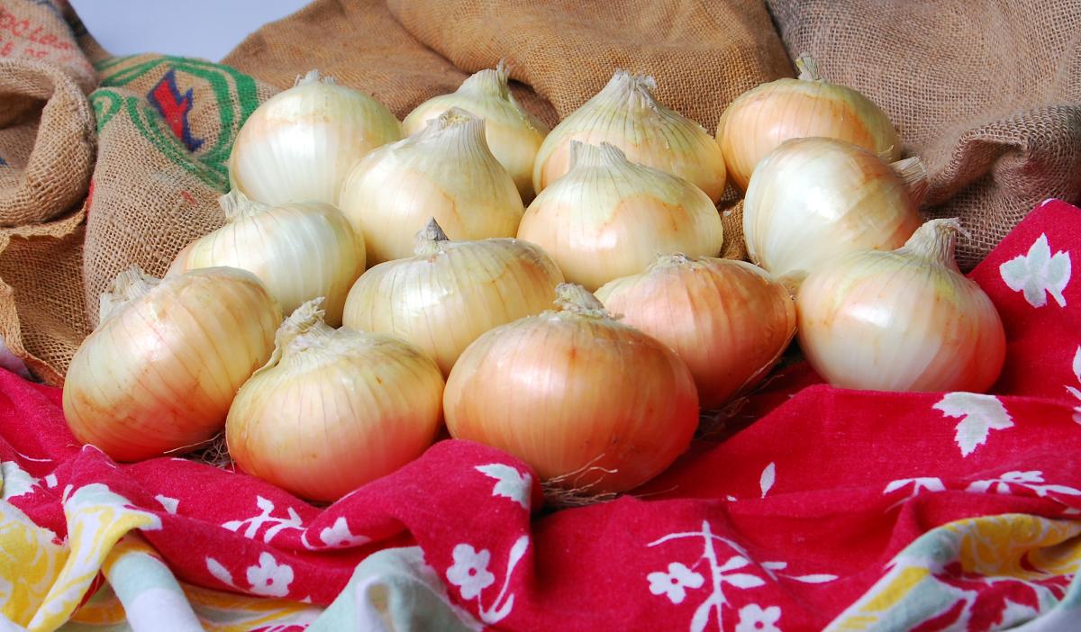 OSYF10-4021 Georgian Onions Crookham Company Onion Seed