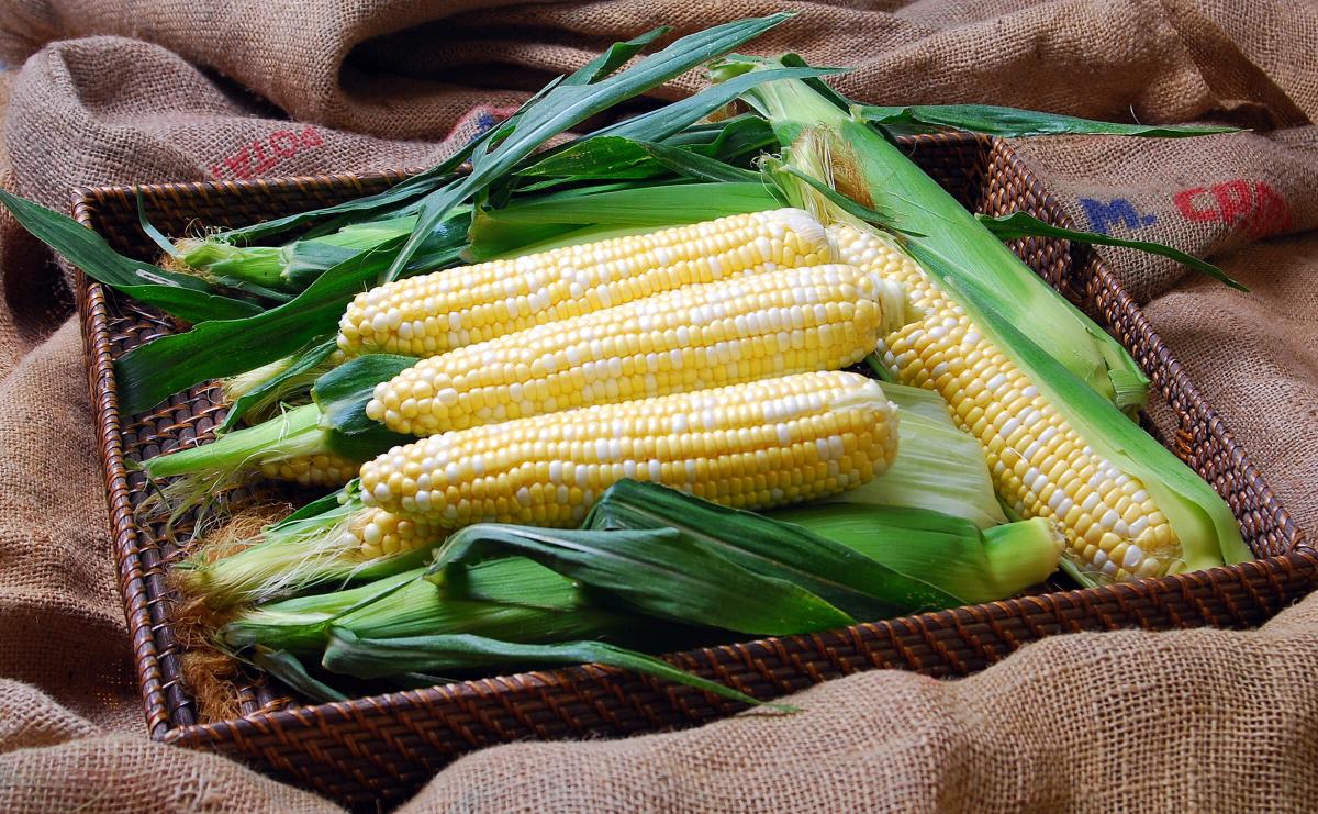 Solstice sh2i Nirvana Series Sweet Corn Seed Crookham Company sh2i Nirvana Series Solstice Sweet Corn Seed Crookham Company