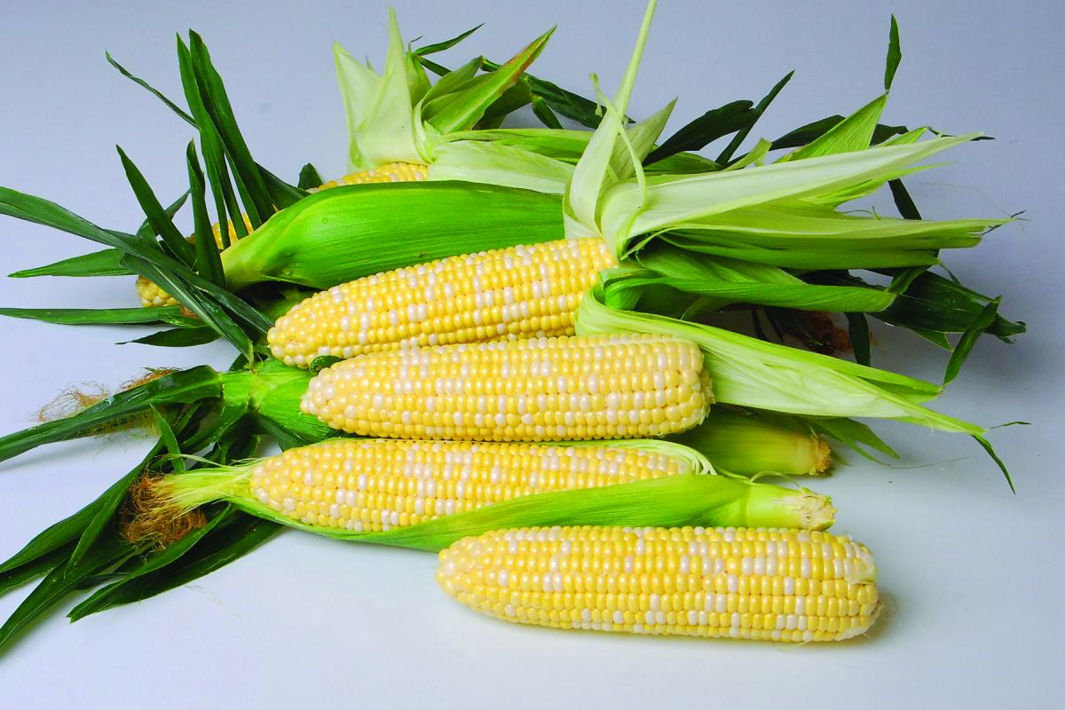 B411 Sweet Corn CrookhamCompany B411 Sweet Corn CrookhamCompany