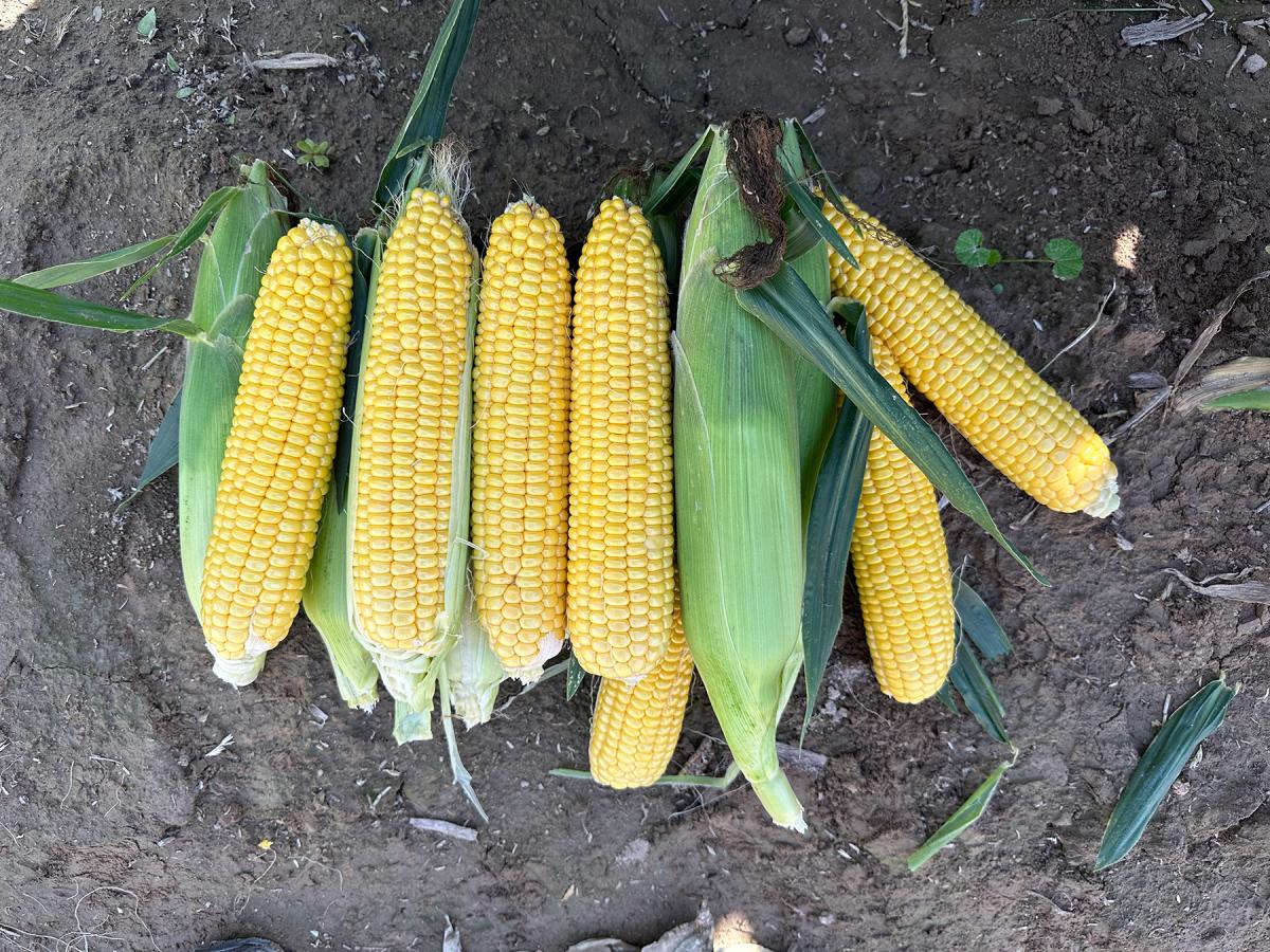 Duration Crookham Sweet Corn Seeds Ears in Field